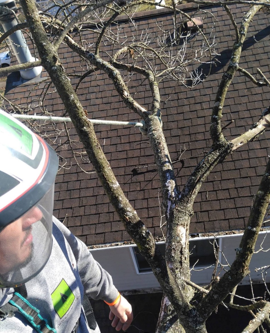 Tree removal Arnold, MO